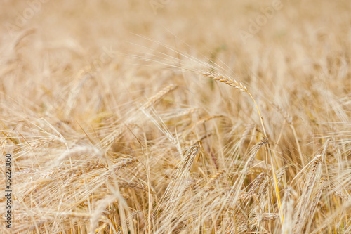 ripe Golden wheat in the field  wheat ears
