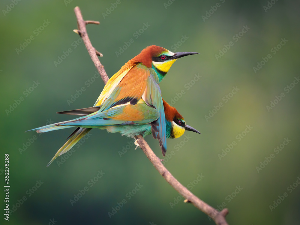 Naklejka premium Bee-eaters mating