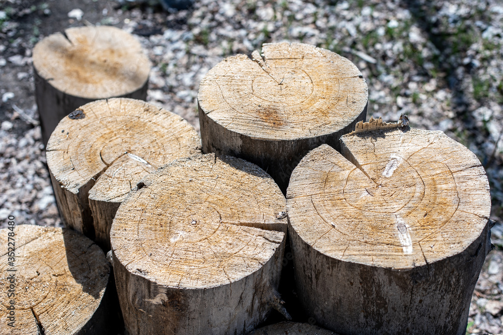 tree stumps piled up in the forest tree stumps piled up in the forest