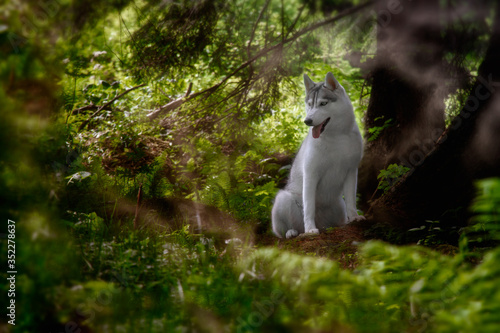 portrait of siberian husky dog