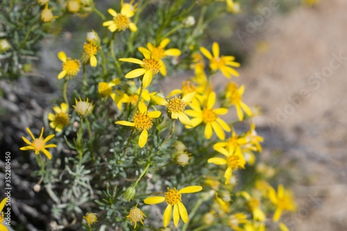Shiny yellow blooms of Narrow Leaf Goldenbush, Ericameria Linearifolia, Asteraceae, native shrub in Pioneertown Mountains Preserve, Southern Mojave Desert, Springtime. photo
