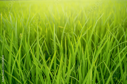 beautyful nature green grass on the field