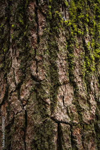 Tree trunk with moss and lichen. Mossy bark tree texture.