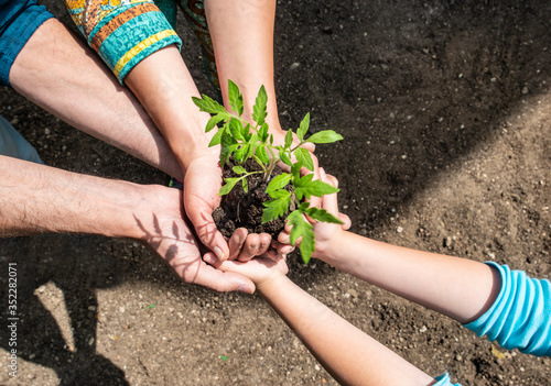 People holding tomato seedling in soil