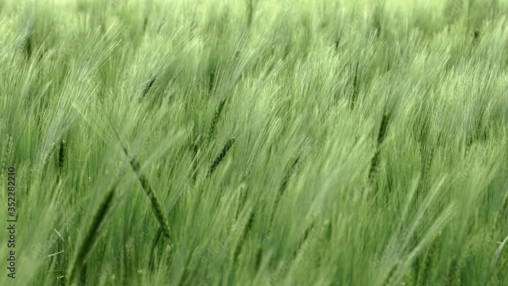 Green young barley field in early summer on a light windy day, the fine hairs are floating in the wind, close up shot Green young barley field in early summer on a light windy day, the fine hairs are floating in the wind, close up shot