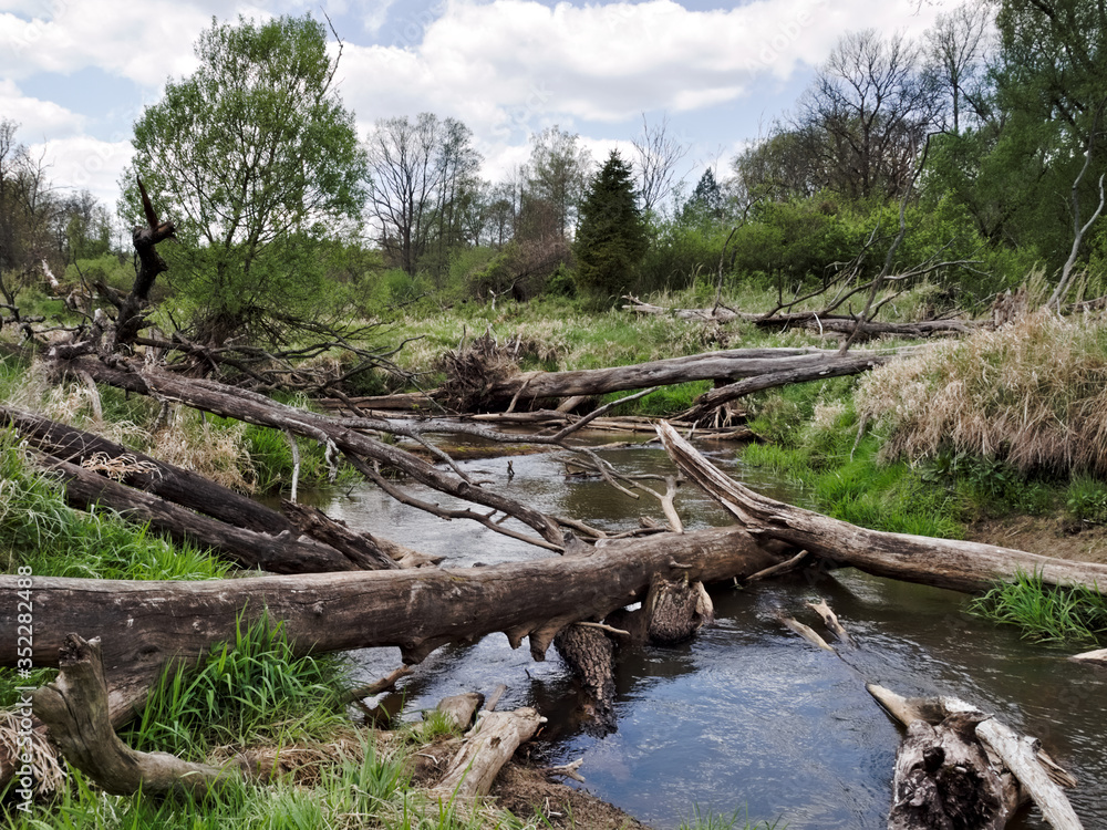 Fototapeta premium Wild river, fallen trees. Mala Panew.