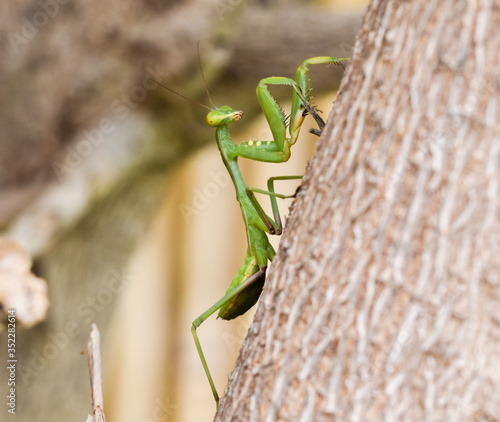 praying mantis on a tree