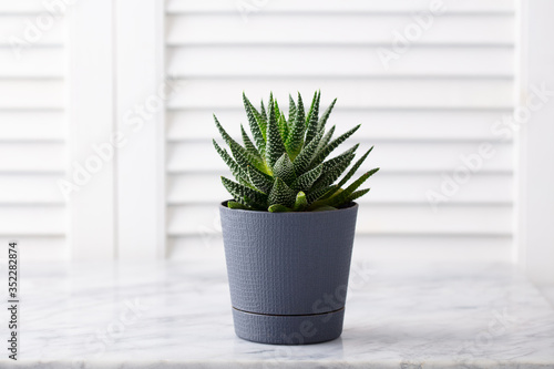 Home plant succulent, aloe on marble table. White wooden background. Copy space.