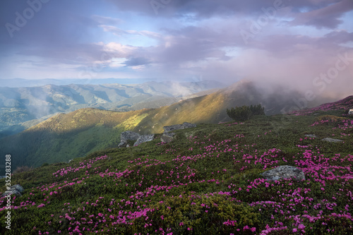 Fototapeta Naklejka Na Ścianę i Meble -  Natural landscape. Morning scenery of meadows with blooming rhododendron, high mountains and fog. Majestic summer scenery.