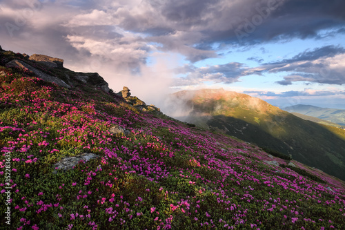 Natural landscape. Morning scenery of meadows with blooming rhododendron  high mountains and fog. Majestic summer scenery.