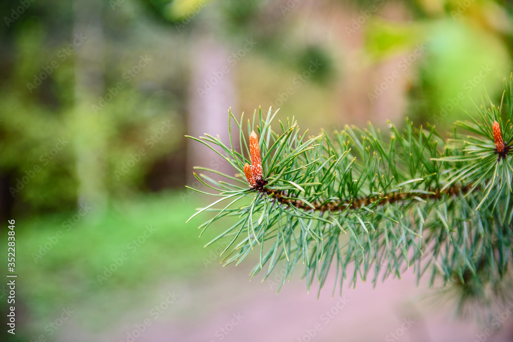 branch of a coniferous tree with a cone close up