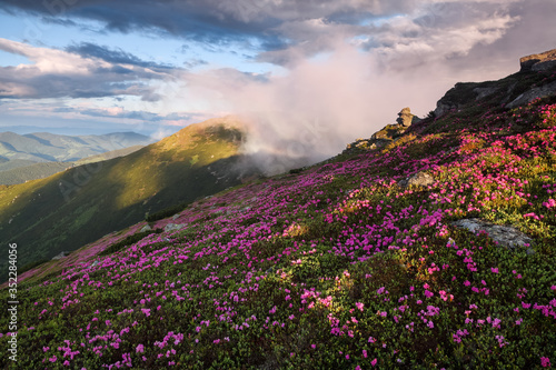 Amazing spring mountain scenery. A lawn covered with flowers of pink rhododendron. Natural landscape with beautiful sky. The revival of the planet.