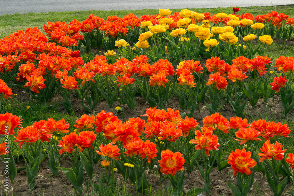 Many varietal multi-petal orange, yellow, red, two-tone tulbpan in the flowerbed on city streets