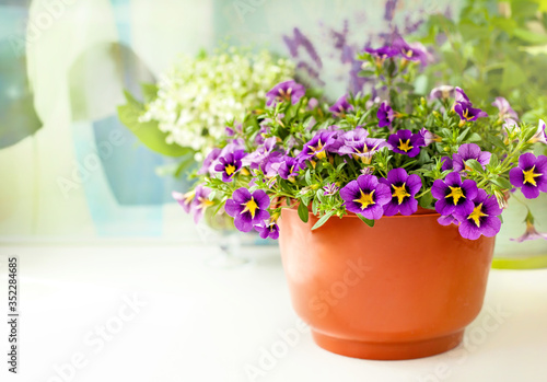 Purple Calibrachoa in the brown pot on the table. copy space.