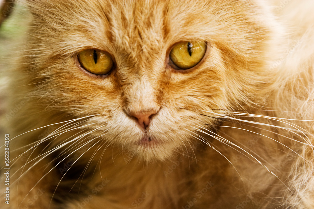Cat's eyes close up. Cat's look in full screen. Red cat studio photo. A pet. Stray cats. Abandoned animals and shelters for them. Charity Cat's eyes close up. Cat's look in full screen. Red cat studio photo. A pet. Stray cats. Abandoned animals and shelters for them. Charity