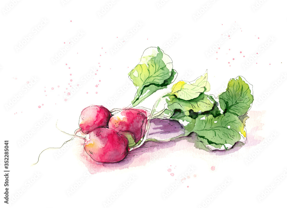Radish watercolor sketch with splashes. Hand draw illustration isolated on a white background