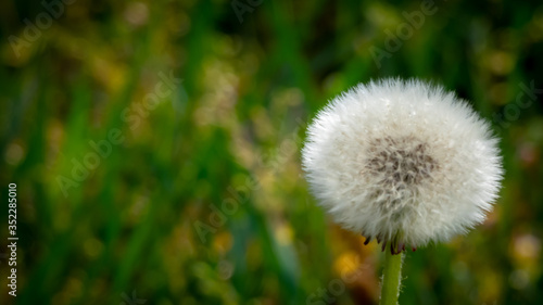 Pusteblume fokussiert auf einer Wiese