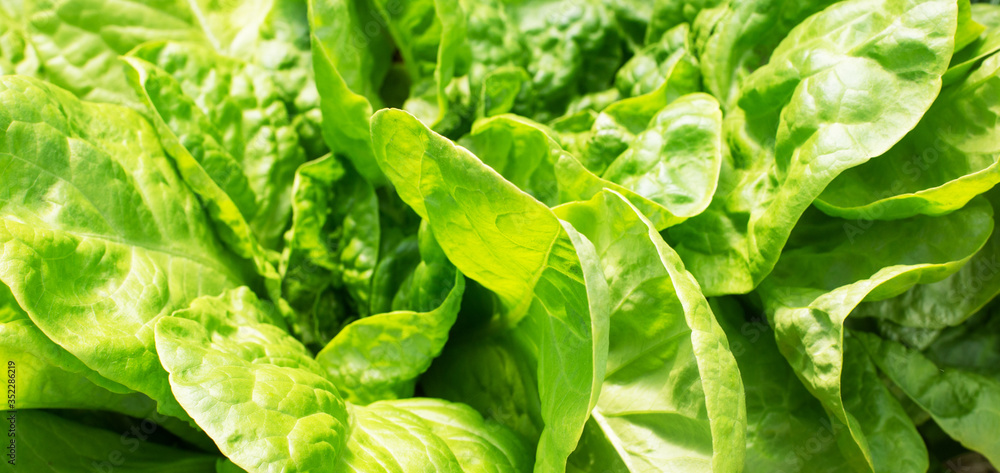 Fototapeta premium Background of fresh lettuce leaves closeup. View from above