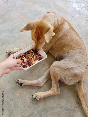 Holding a rice dish and feeding the dog food
The dog is sitting Waiting for the owner to feed In which the feed is fried chicken mixed with brown rice