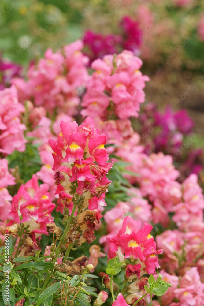 Look! Flowers are blooming. They are beautiful!
Look! Flowers are blooming. They are beautiful!