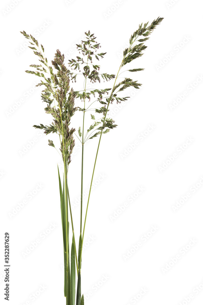 Wild grass isolated on white Wild grass isolated on white