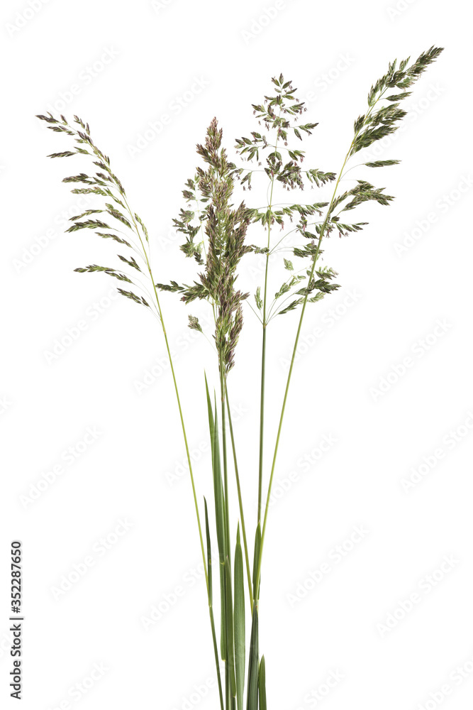 Wild grass isolated on white Wild grass isolated on white