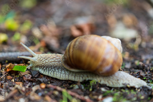 Schnecke mit Schneckenhaus auf Waldboden