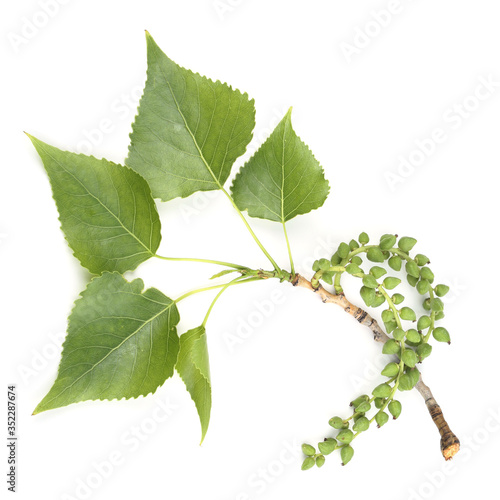 Obraz na płótnie Branch of black poplar isolated on white