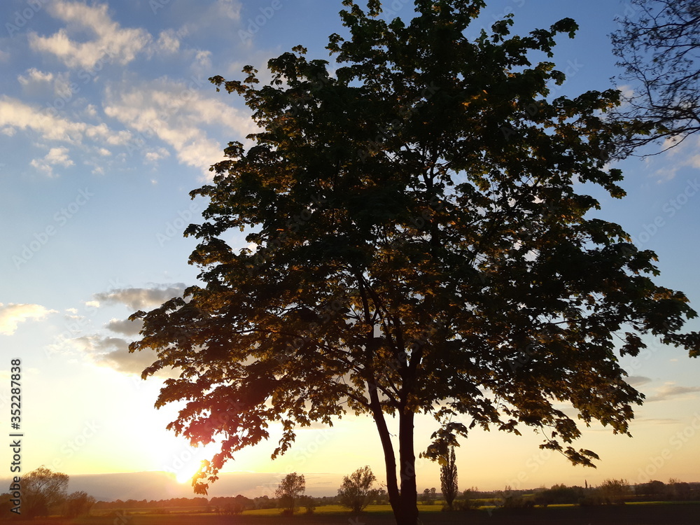 Drzewo o zachodzie słońca Polska