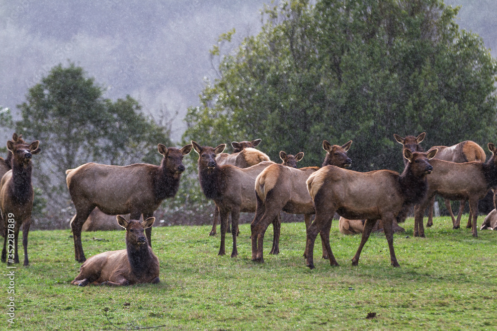Roosevelt elk - Cervus canadensis roosevelti Roosevelt elk - Cervus canadensis roosevelti