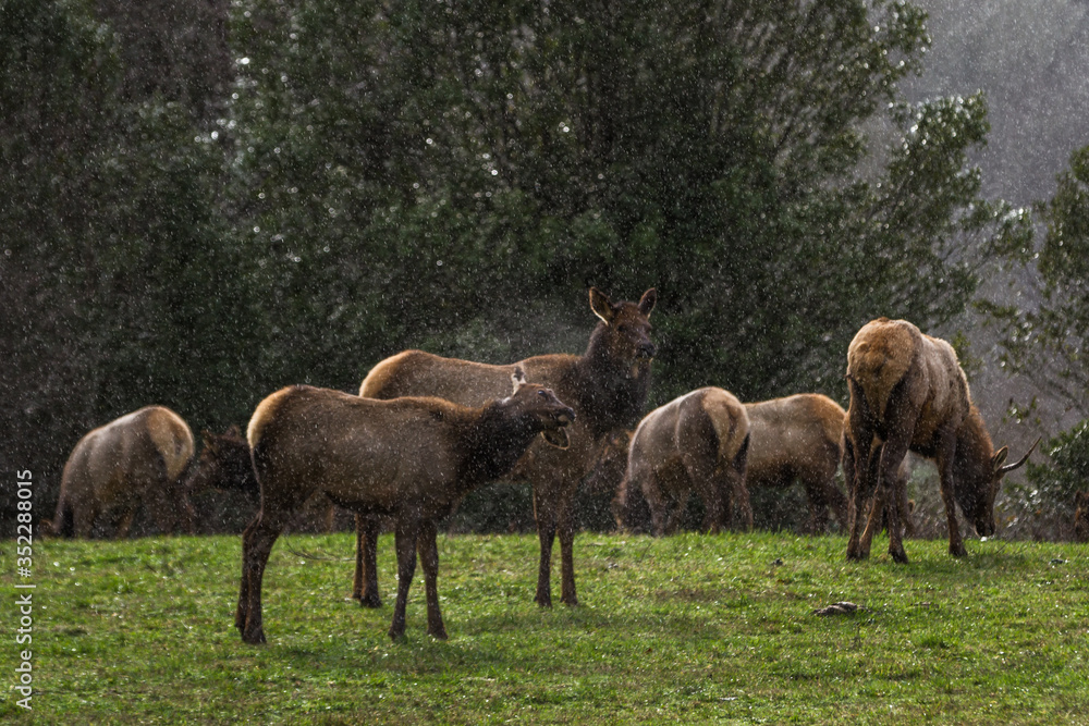 Roosevelt elk - Cervus canadensis roosevelti Roosevelt elk - Cervus canadensis roosevelti