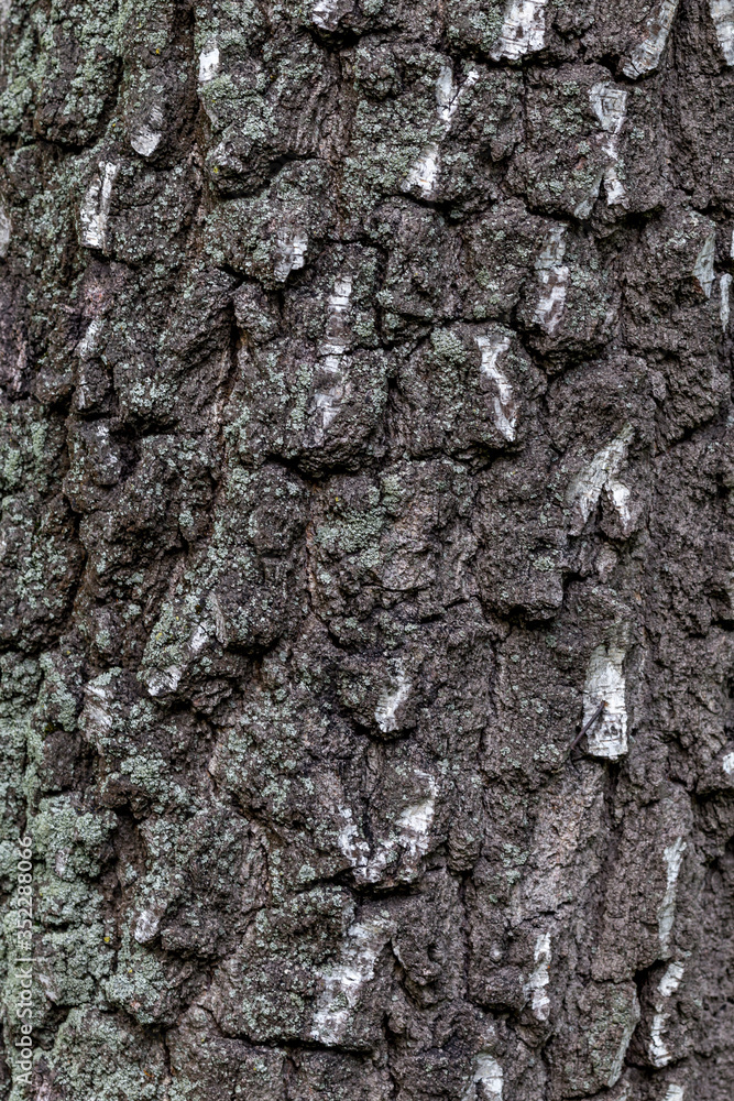 Texture of an old birch trunk.