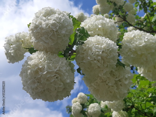 Biały wiosenny kwiat