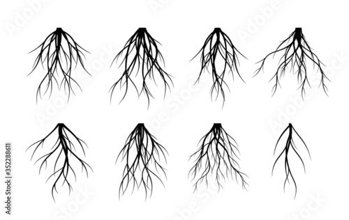 Set Vector Roots. Trees and element of nature. 