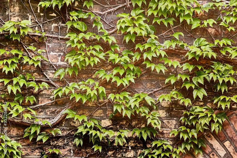 Fototapeta premium Ivy grown all over an old wall