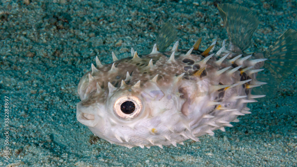 Kugelfisch beim Tauchen auf den Philippinen Kugelfisch beim Tauchen auf den Philippinen