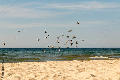 doves over the Baltic Sea