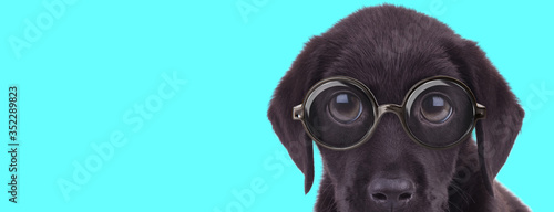 young litte Labrador Retriever dog sitting, wearing eyeglasses © Viorel Sima