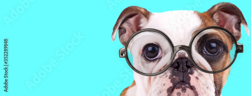 adorable English Bulldog dog sitting, wearing eyeglasses