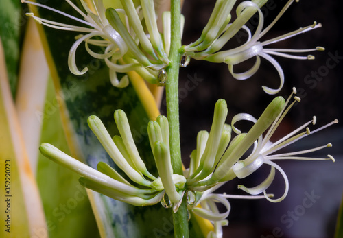 Striped leaves and flower of Sansevieria trifasciata Laurentii. Drops of secreted nectar closeup, selective focus photo