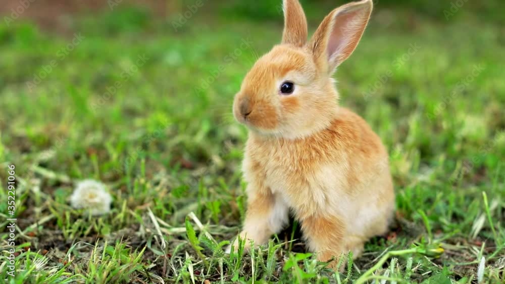 Cute easter orange bunny rabbit on green grass and green blurred background. Close up Cute easter orange bunny rabbit on green grass and green blurred background. Close up