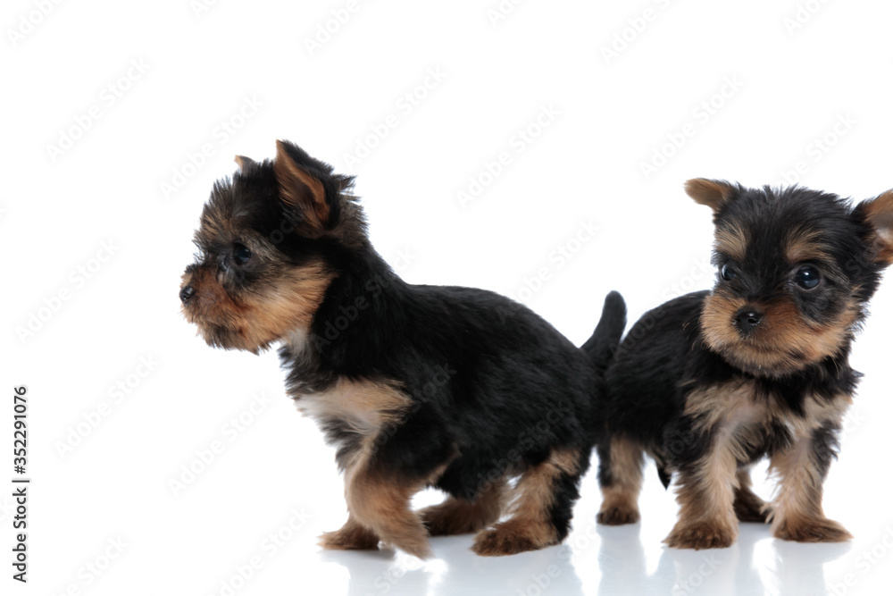 couple of two yorkshire terrier standing back to back