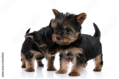 adorable couple of two yorkshire terrier cuddling