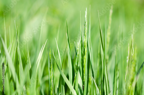 wiosenna zielona trawa na łące z małą głębią ostrości