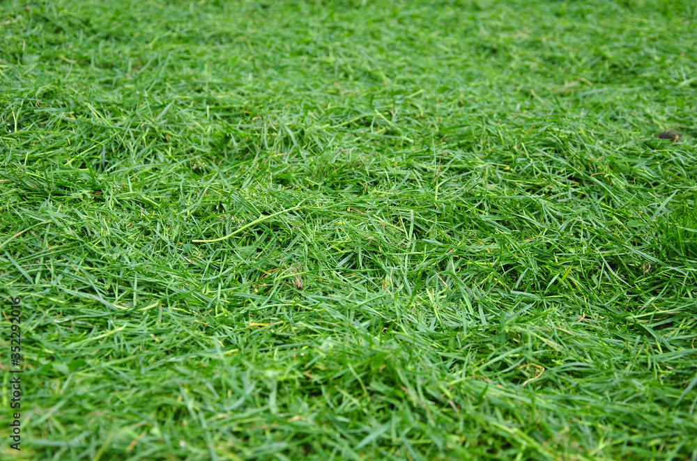 fresh green grass. green grass background fresh green grass. green grass background