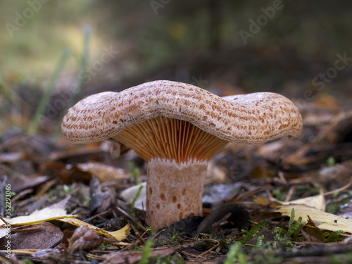 Edelreizker, Lactarius deliciosus am Waldboden