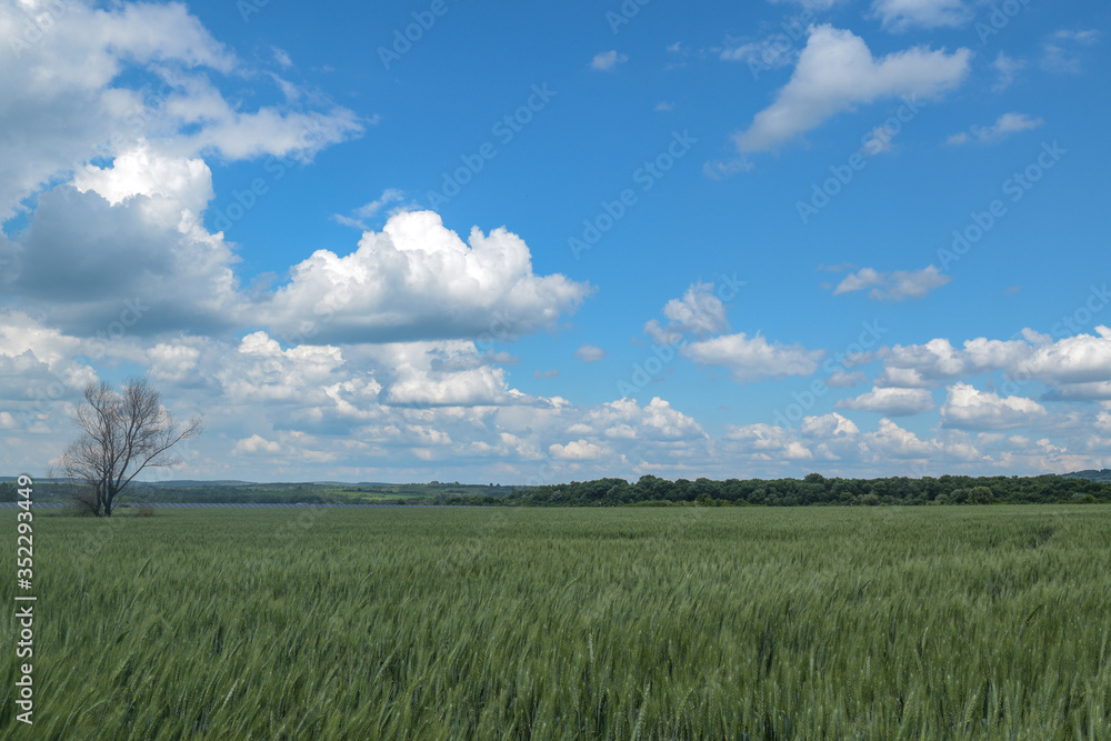 Lush green rural meadow with lonely dried tree, scattered clouds and solar panels on background. 