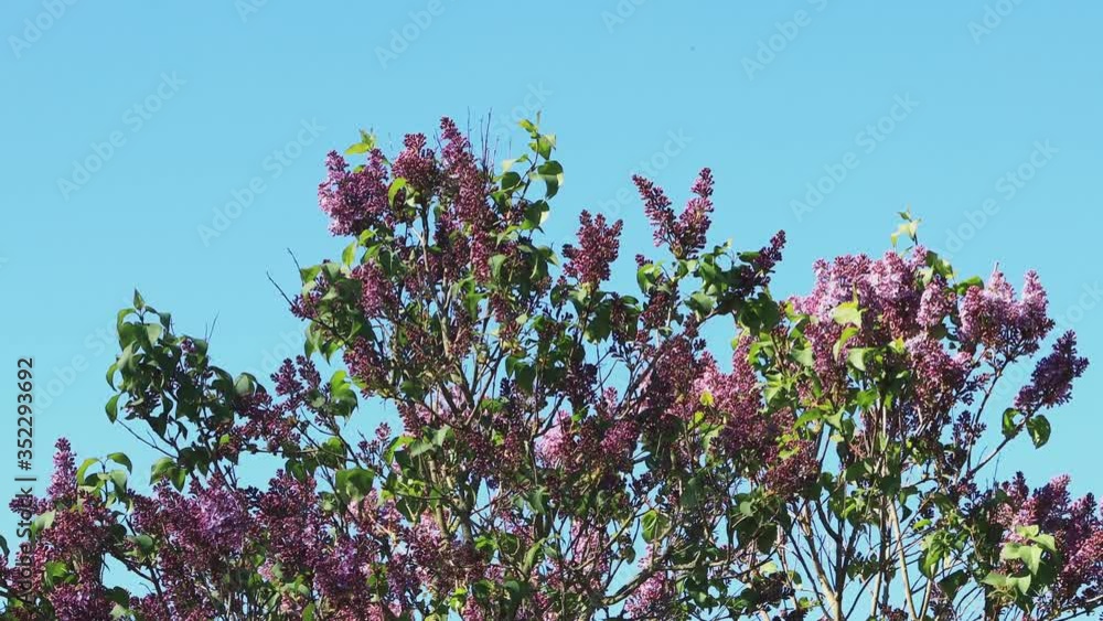 flowering Lilac in front of blue sky
flowering Lilac in front of blue sky