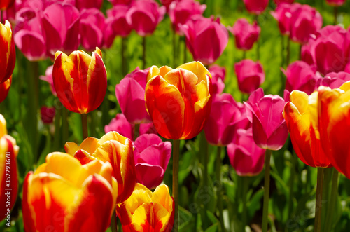 Tulips on a flower bed in the Park in Sunny summer weather