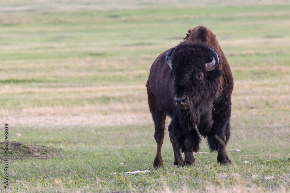 Wild bison grazing on the mounds of South Dakota's Badlands National Park. Wild bison grazing on the mounds of South Dakota's Badlands National Park.